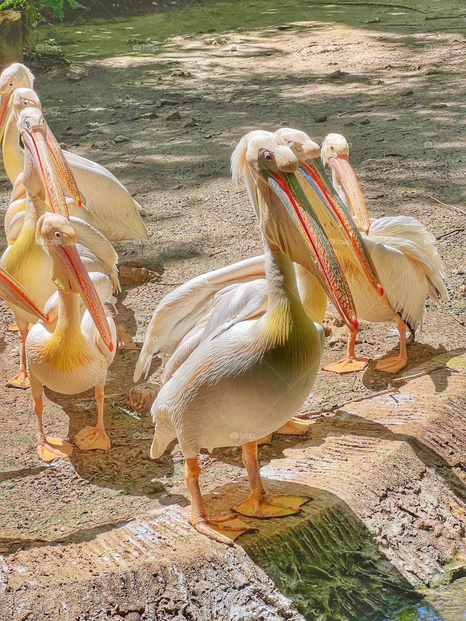 Squadron of pelicans