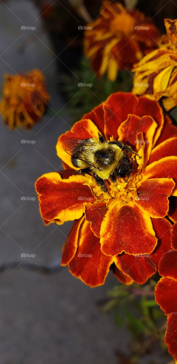 Bumble Bee Collecting Pollen