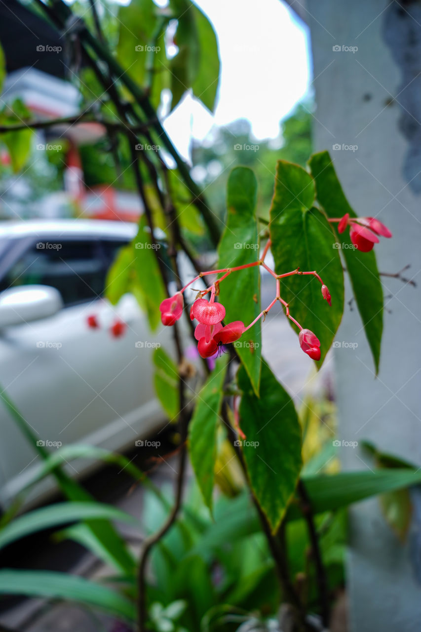 Portraits of a plant 