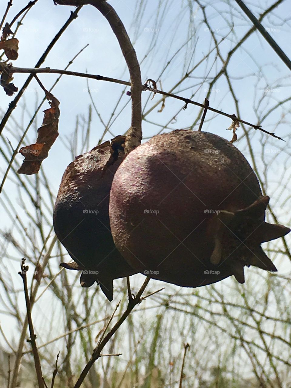 Dry pomegranate tree