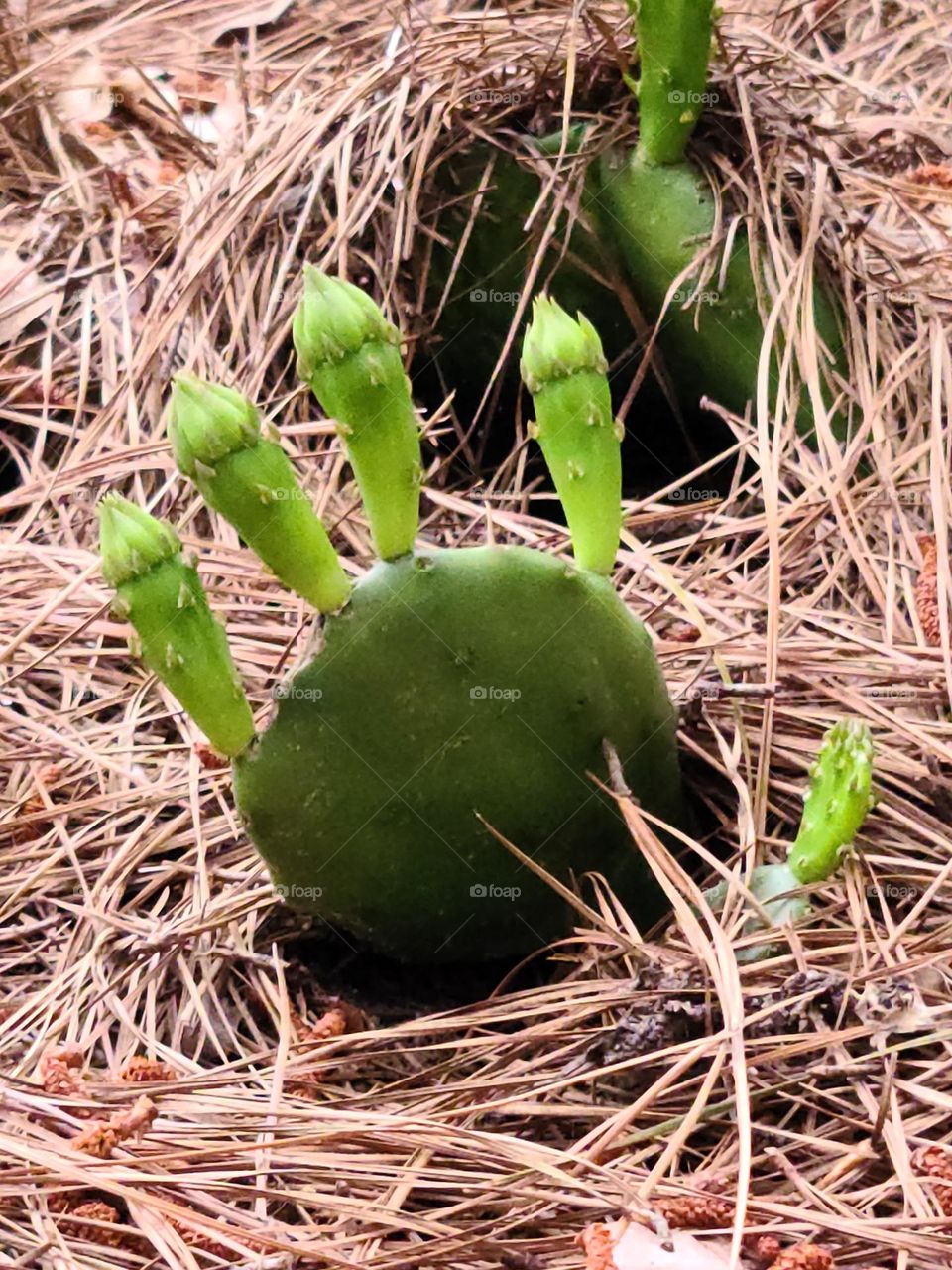 Cactus Hands