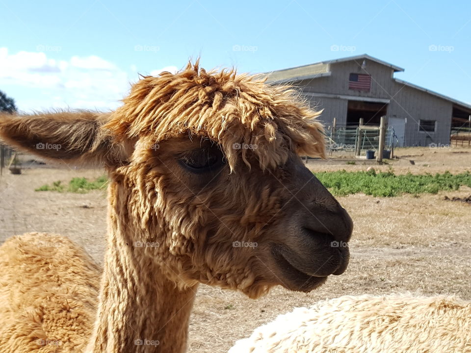 Portrait of cute alpaca