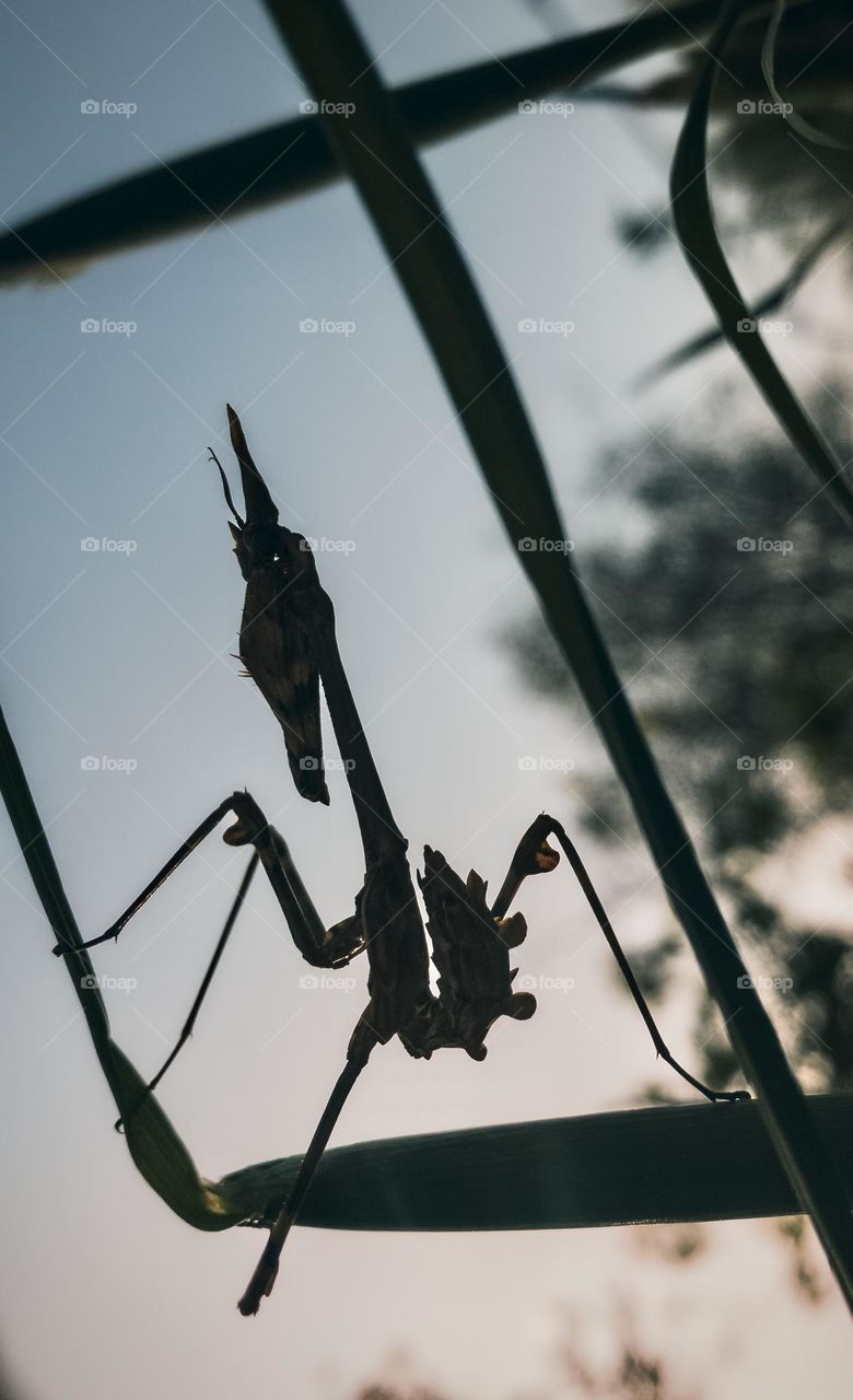 Conehead mantis, silhouetted in blades of grass, at right angles to the ground and looking totally alien-like