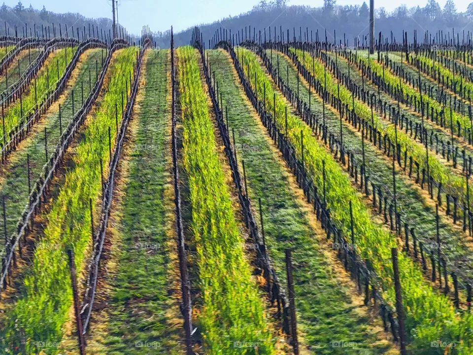 Willamette Valleys Wine Country