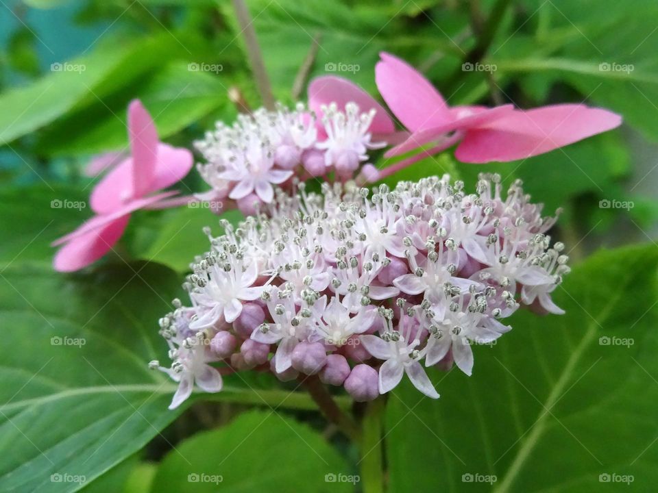 Hydrangea colours selective focus