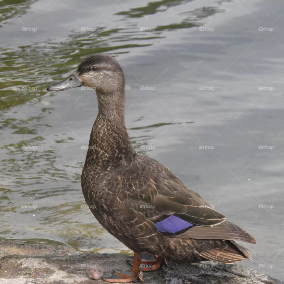 Summer visitor