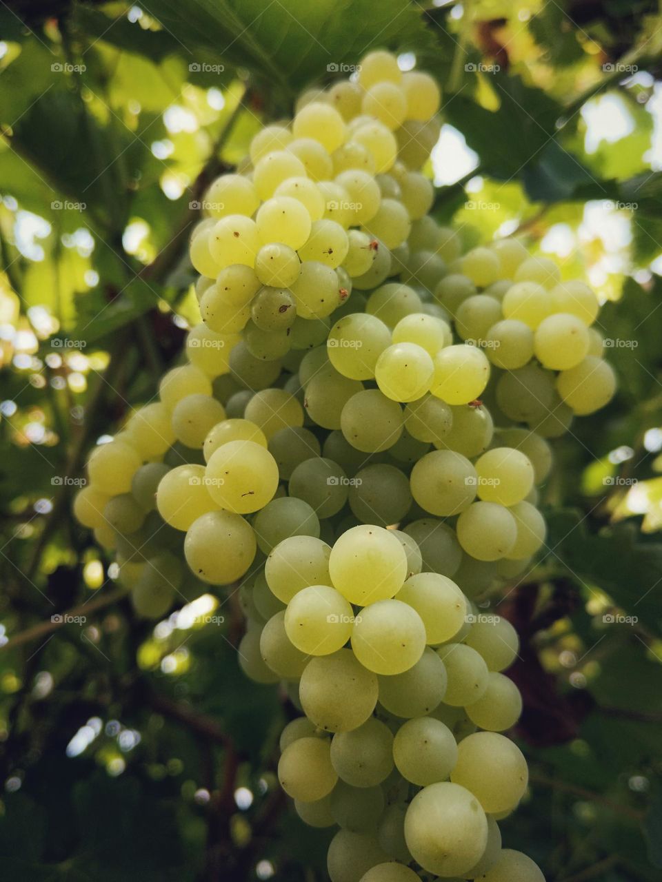 Bunch of grapes / Close-up