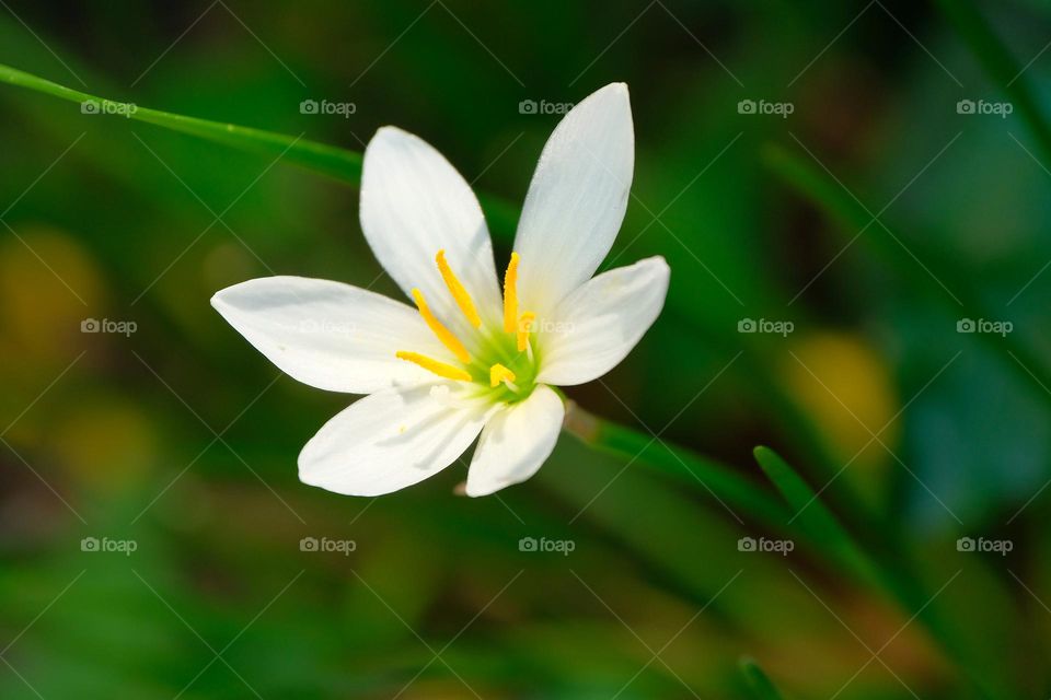 white flower