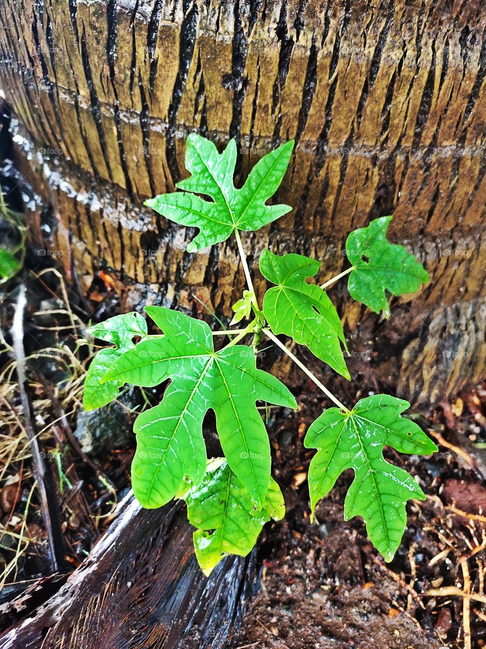 Growing Plant
Papaya🌱🌱
In the Root of Coconut
🌴🌴