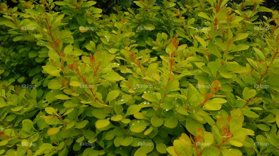 spring. flowers. beauty