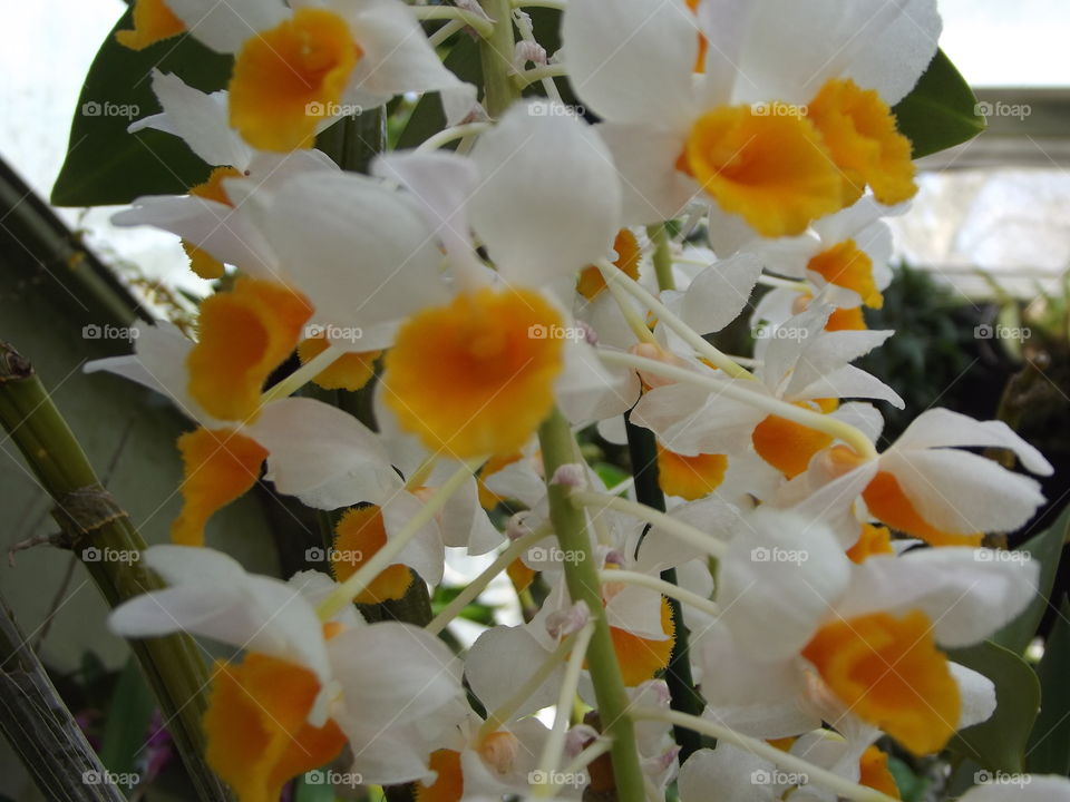 Tropical Flowers