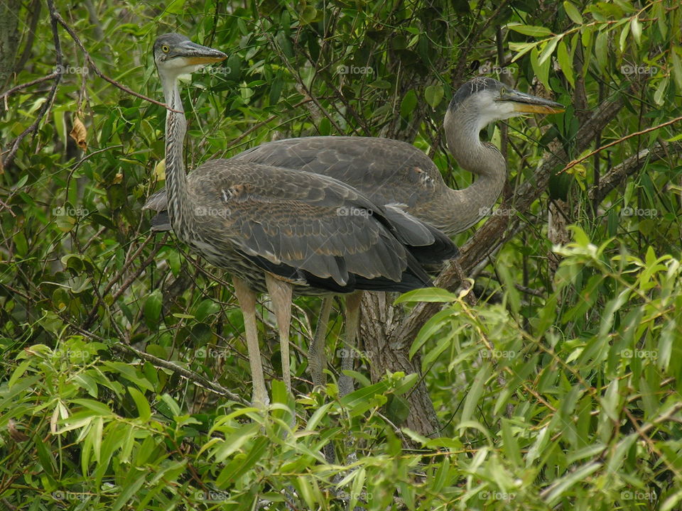 great blue herons