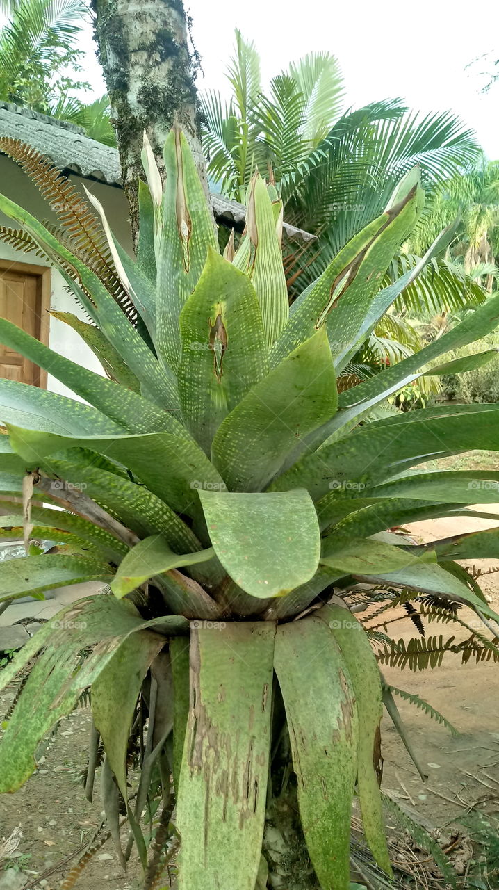 БРОМЕЛИ, ДРЕВИ, ПАРЦЕЛ, ЛИСТ И РАСТЕНИЯ.