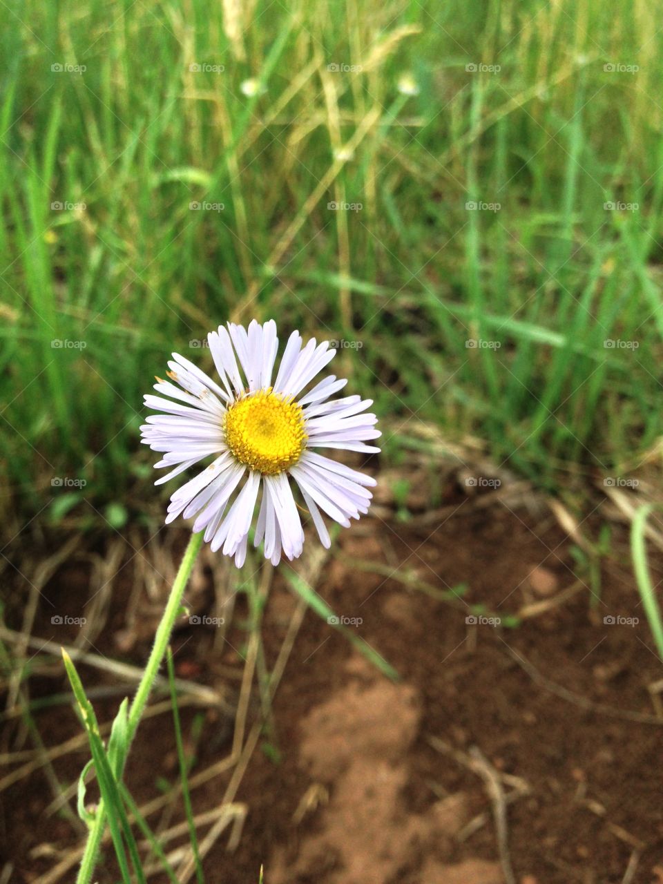 Mountain daisy. Found this lone daisy on a mountain at 10,000 feet. 