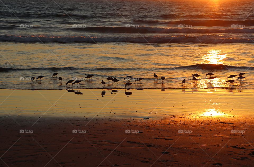 beach birds feeding along the shores of Venice Beach during sunset