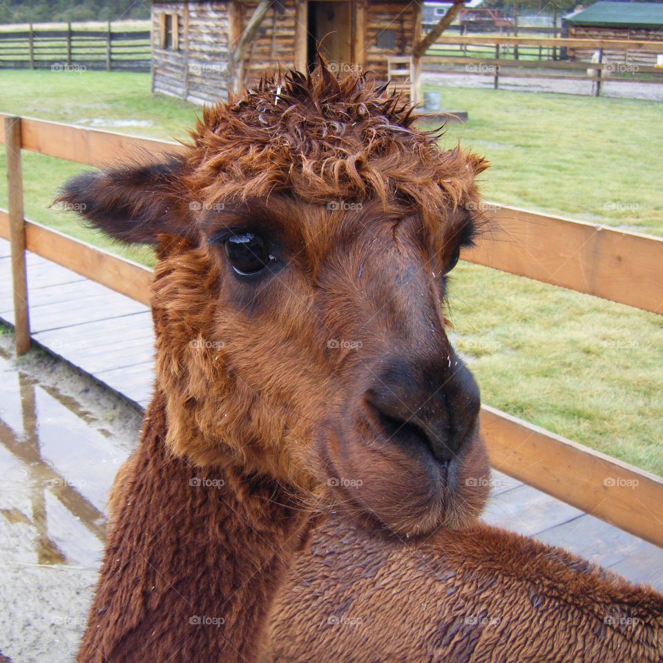 Happy Brown Llama at Petting zoo