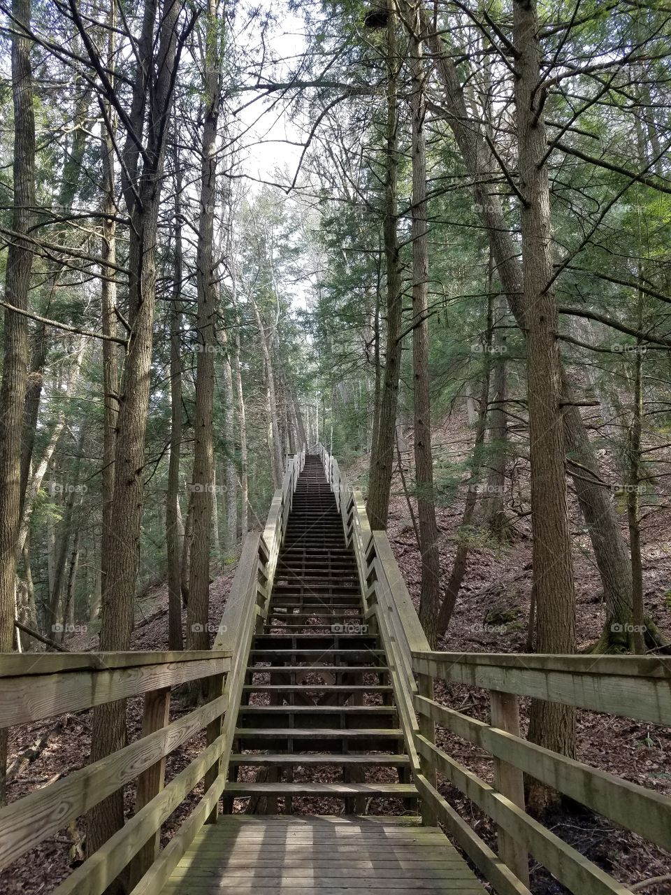 tree stairway