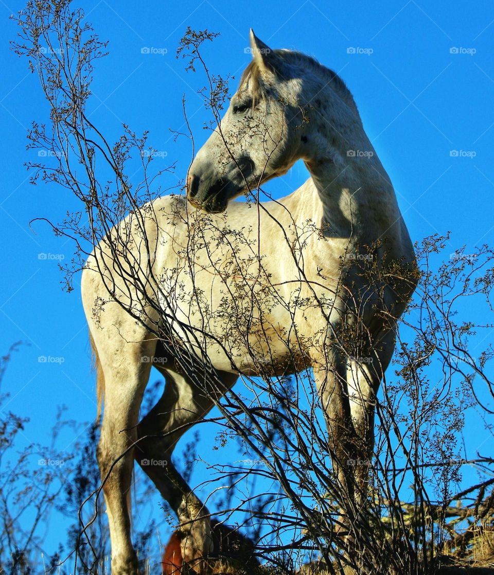 Wild Stallion on the Hilltop