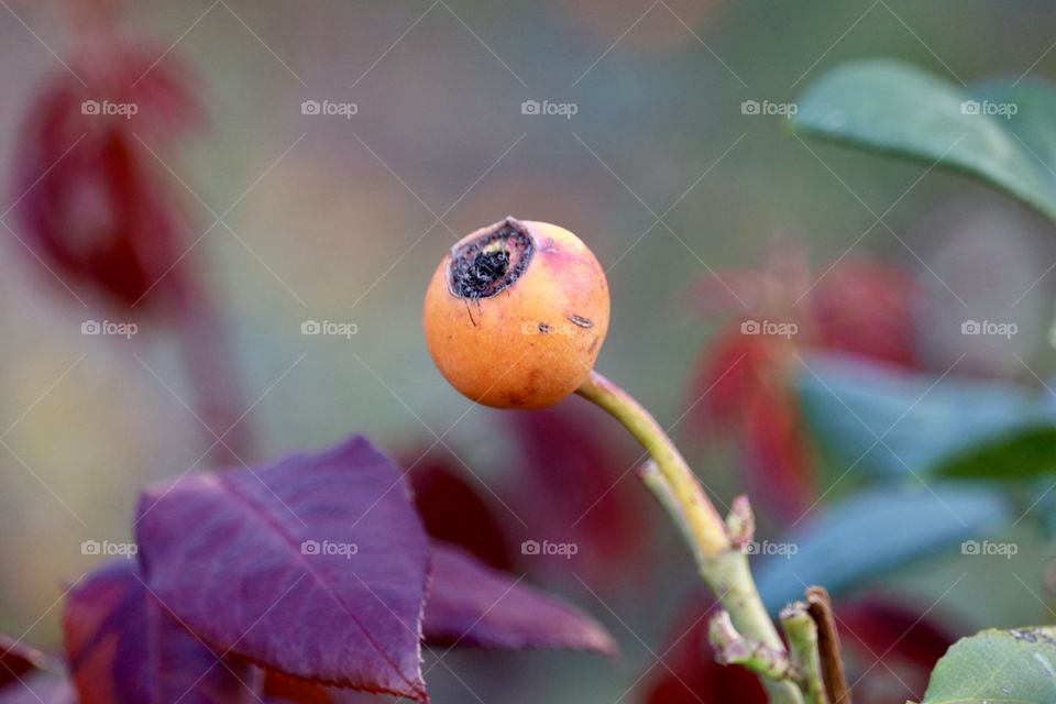 Closeup Rose hip Rose Haw, Rose Hep,  against a blurred garden background