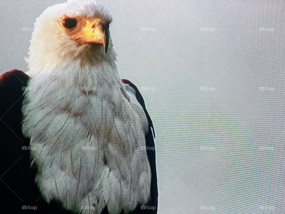 one eagle