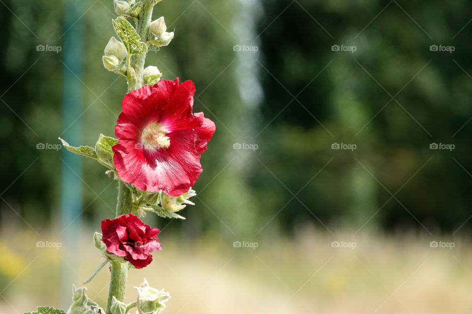 Red flower in summer.