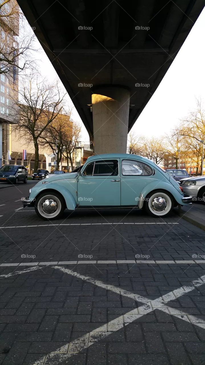 Beetle
