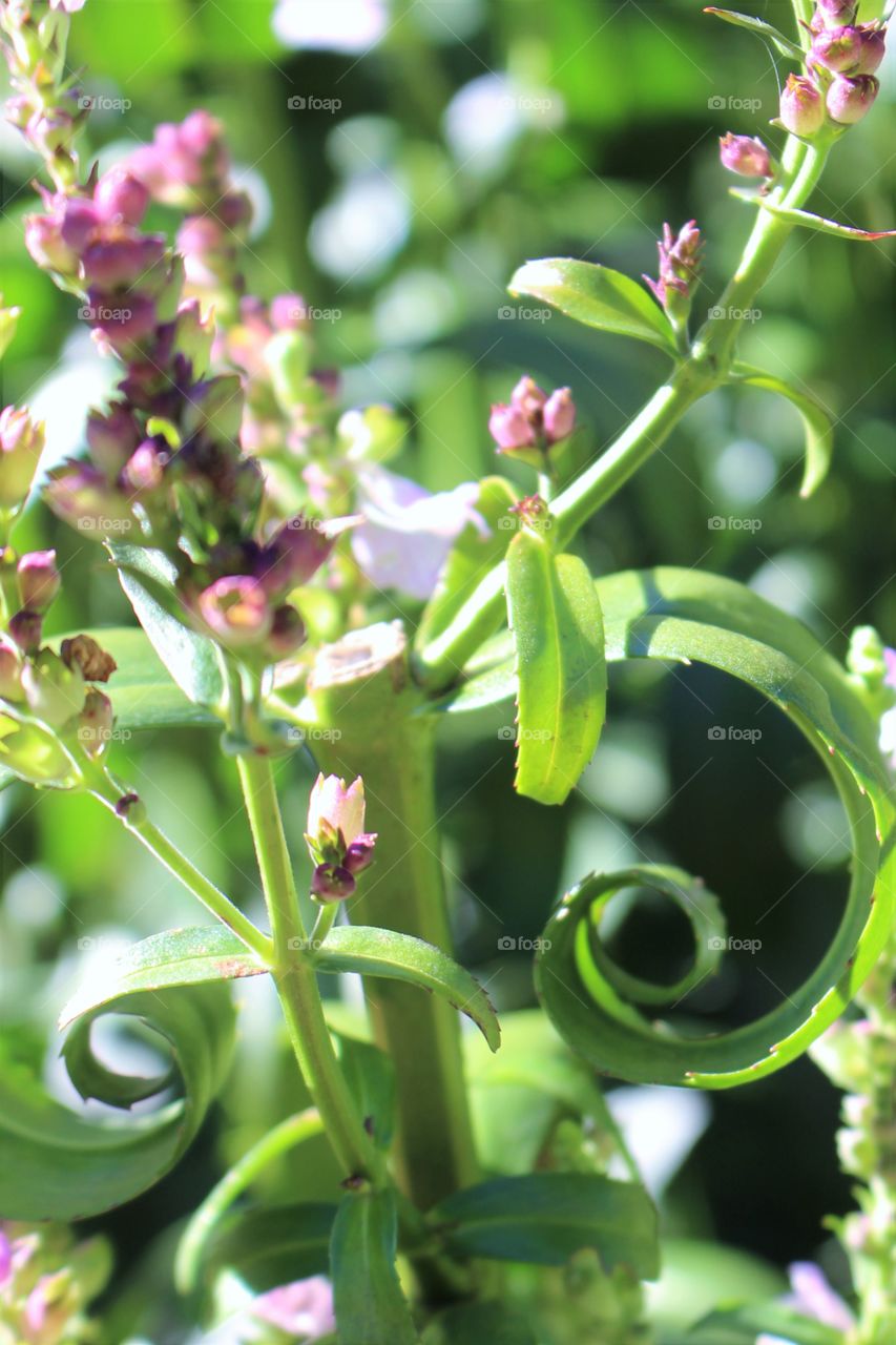 Nature, Flora, Leaf, Garden, Flower