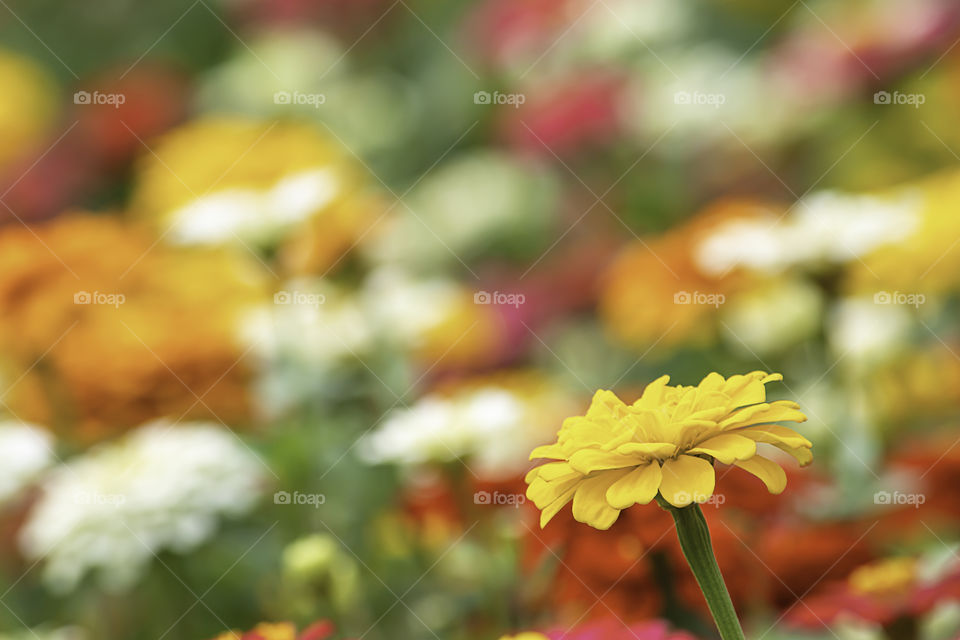 Yellow Zinnia Bright colors attract insects.