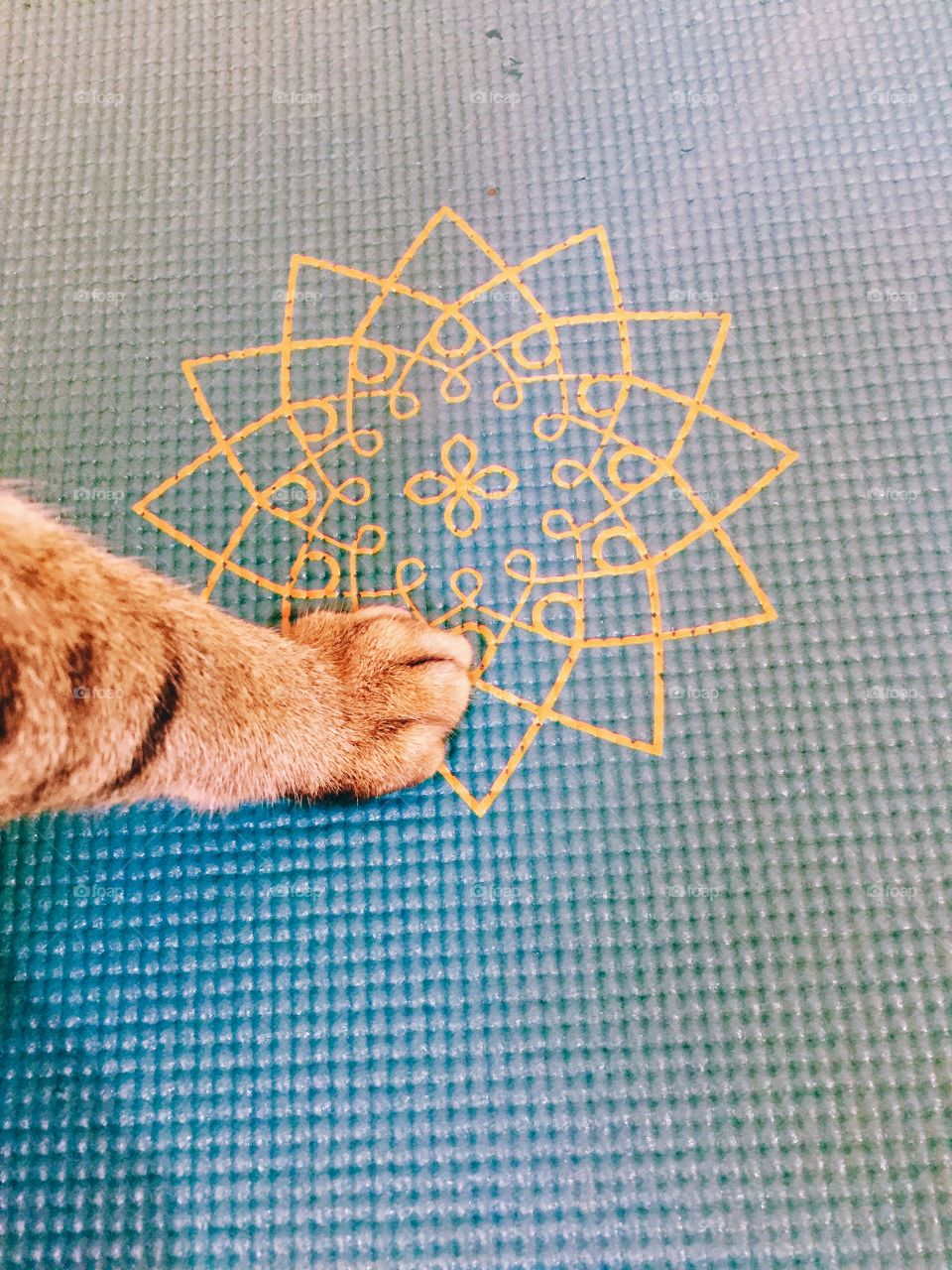 Cat feet on yoga mat