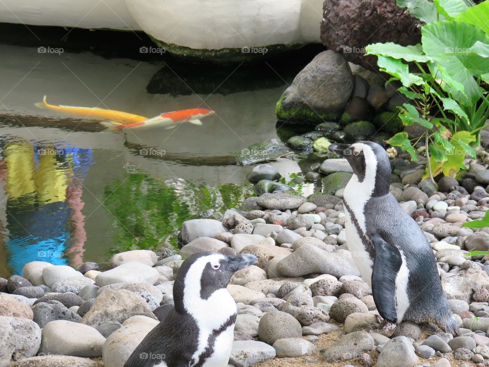 Reflection in penguin pond