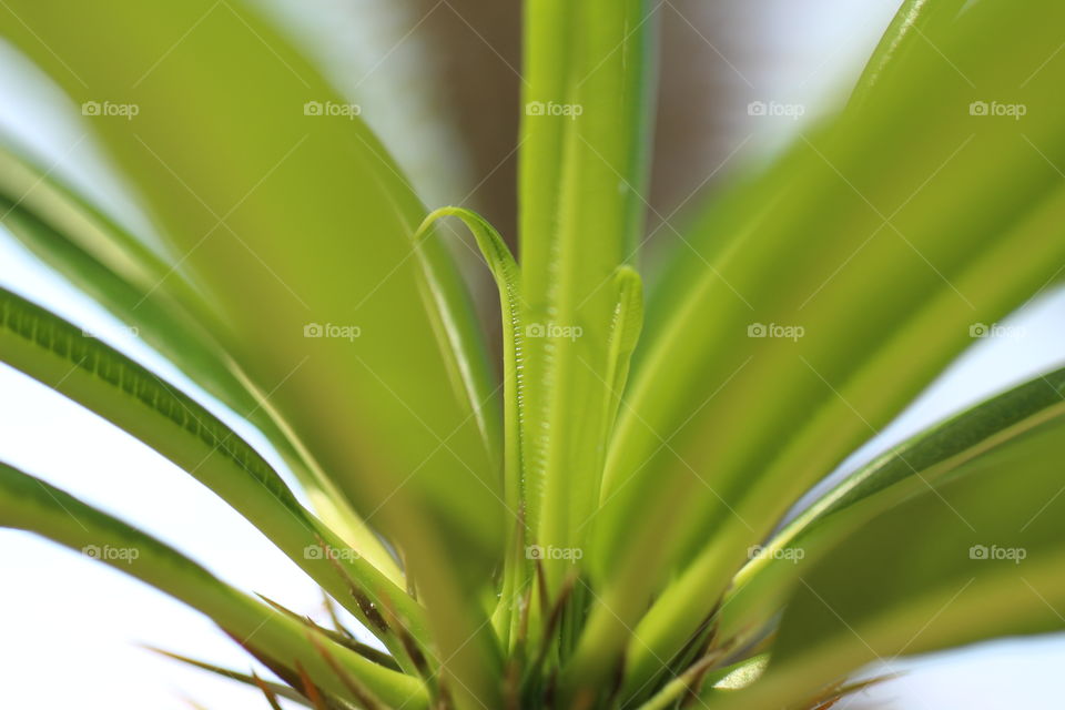 Green Leaves