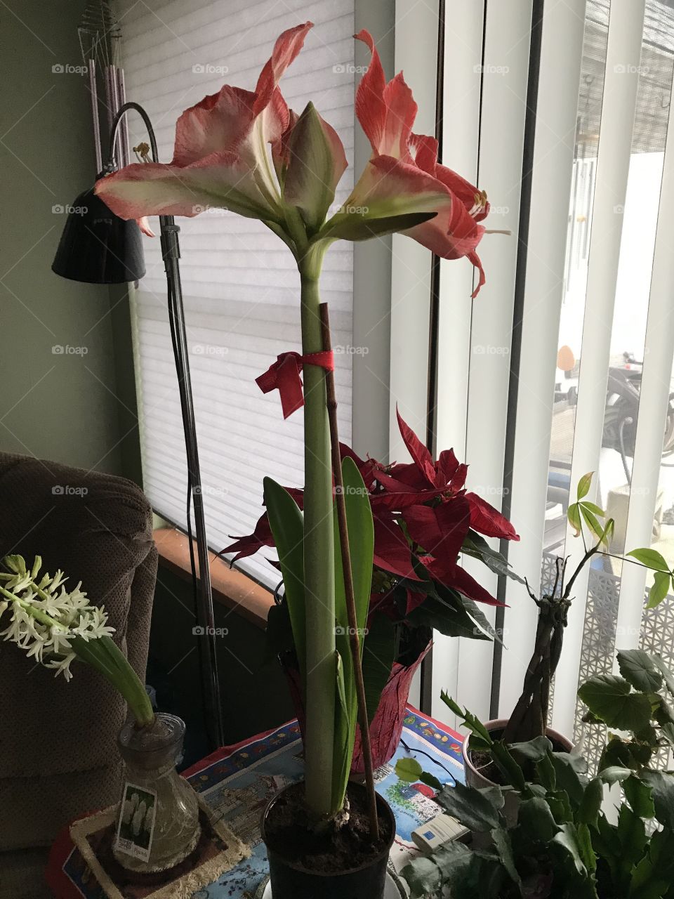 Flowers! Amaryllis flowers.  
