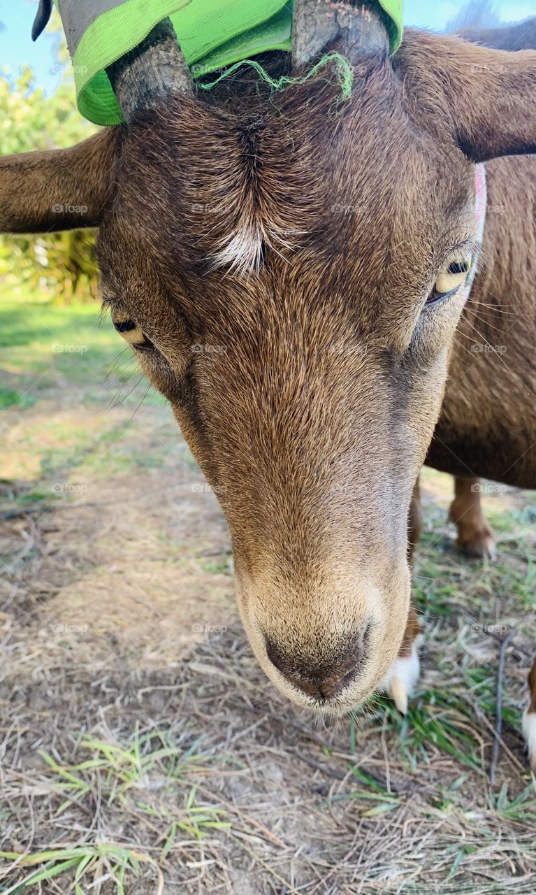 Goat lives on the farm - farm animals 
