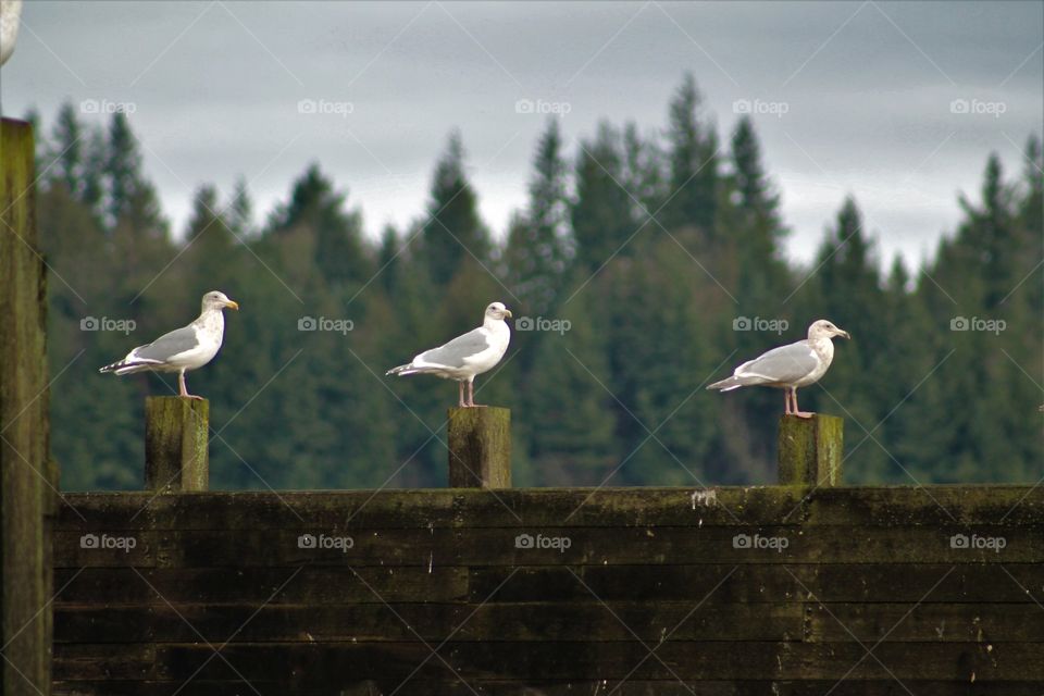 seagulls