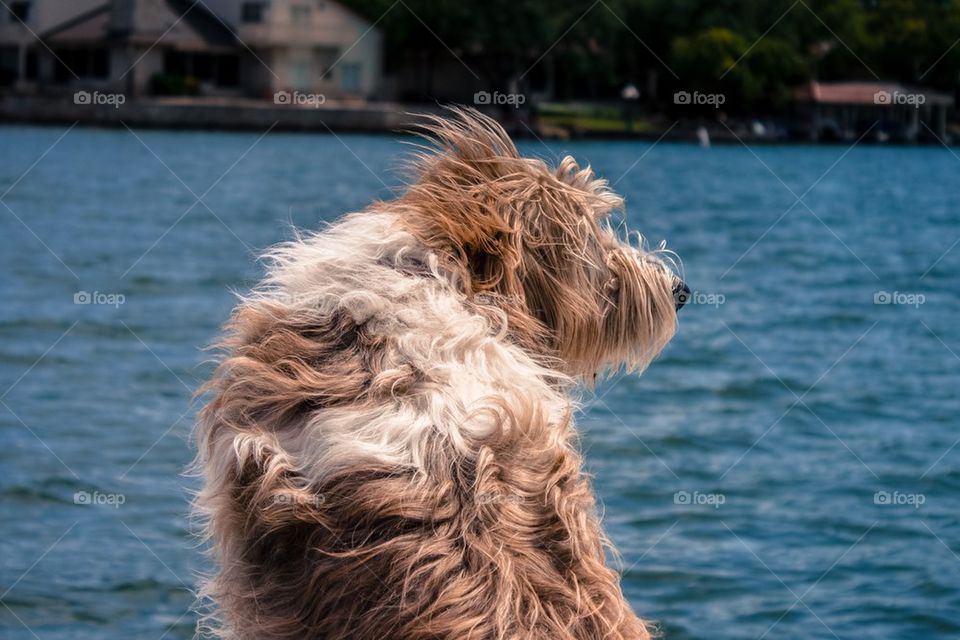 Dog in a Boat