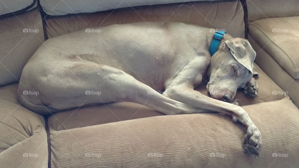 Ghost dog blending into the couch during a nap