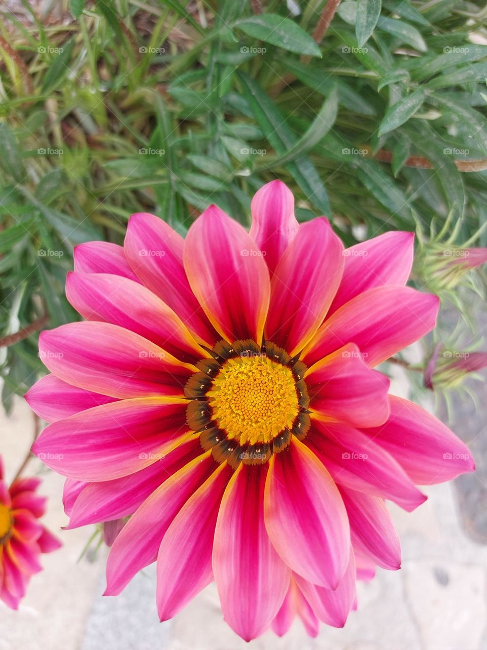 Beautiful flower