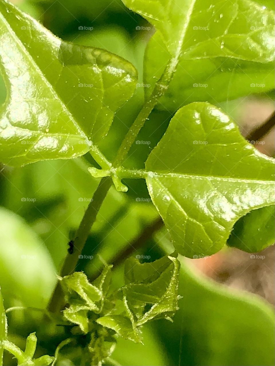 Closeup of beautiful green plant growing here on the ranch in Texas 