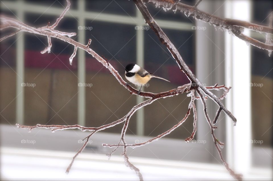 Black capped chickadee sits in an ice covered branch