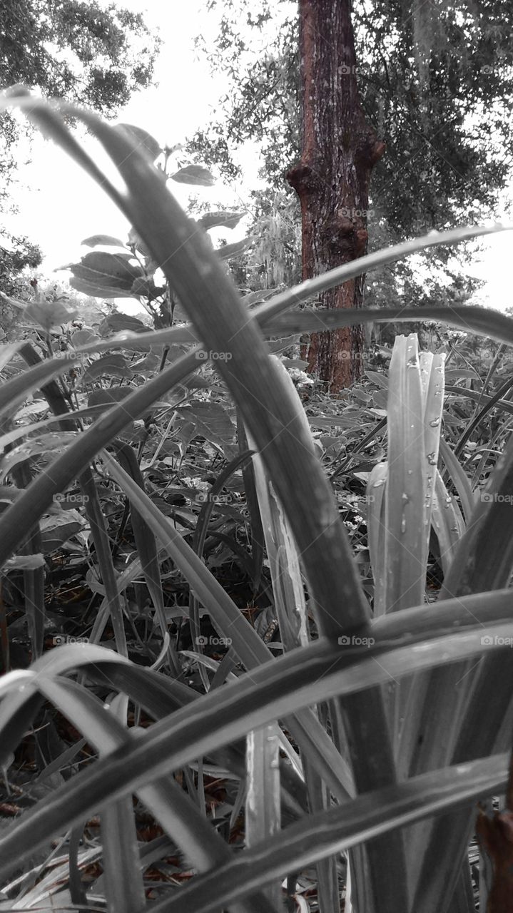 I think this tree is staring at me 😱