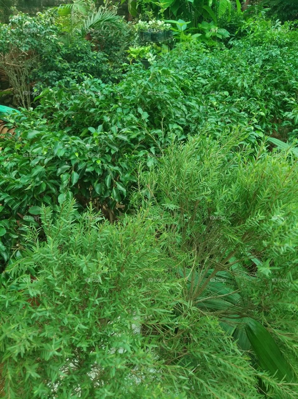 green shurb small size looks very beautiful generally found everywhere seasonal fresh