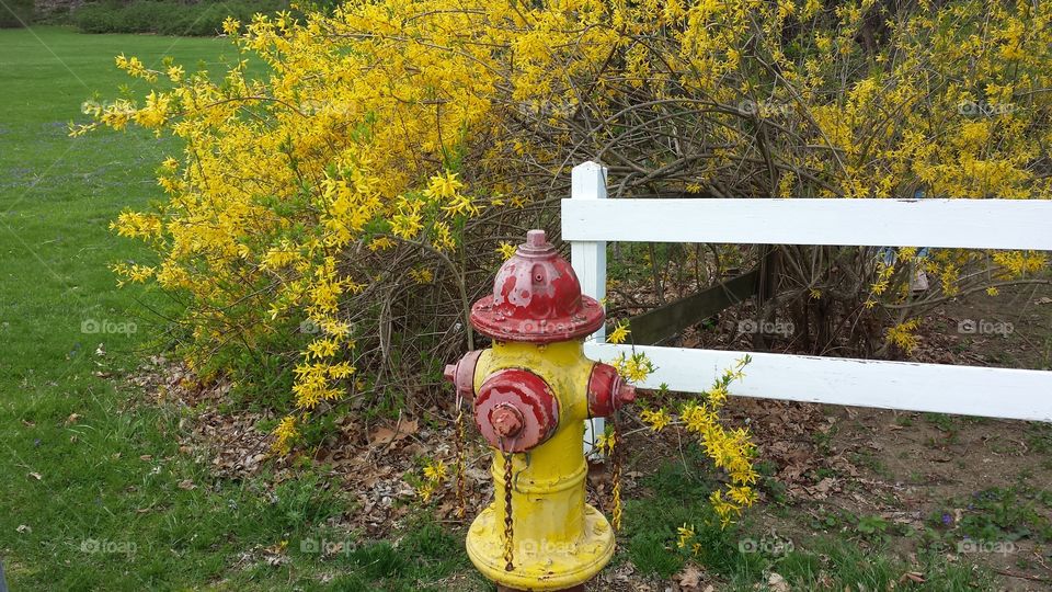 Yellow Hydrant, Yellow Flowers. Found a perfect yellow hydrant in front of some pretty yellow flowers