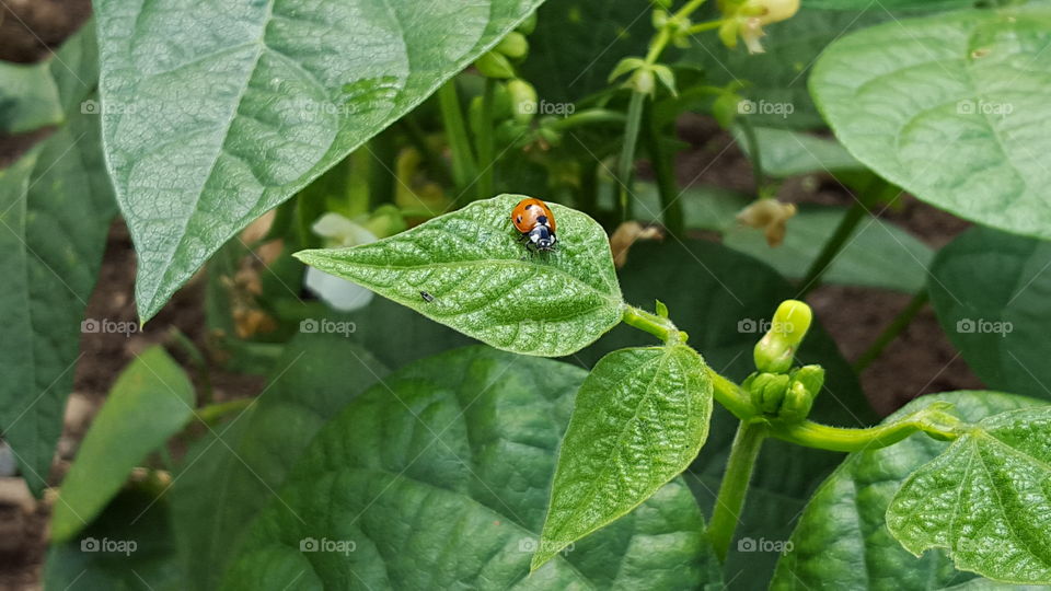 Ladybug on Bean Plant