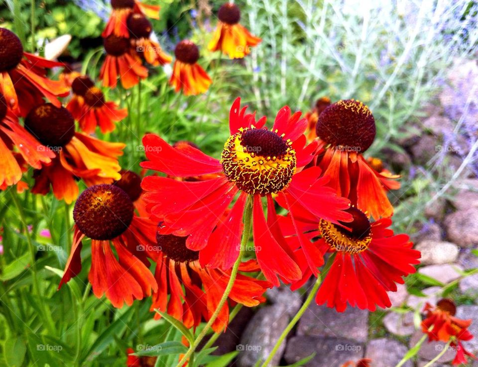 Flowering orange sneezeweed in flowerbed.