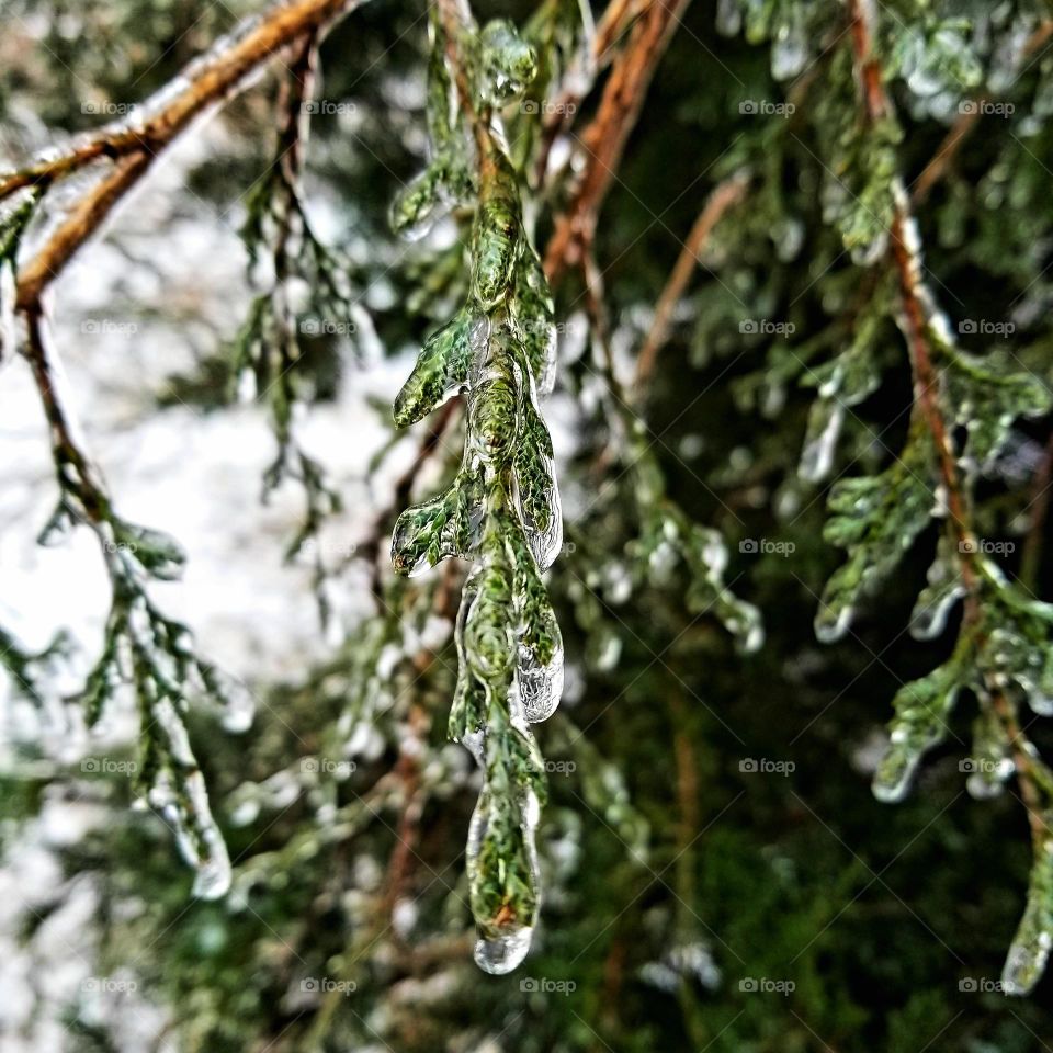 Ice on a Cedar Tree