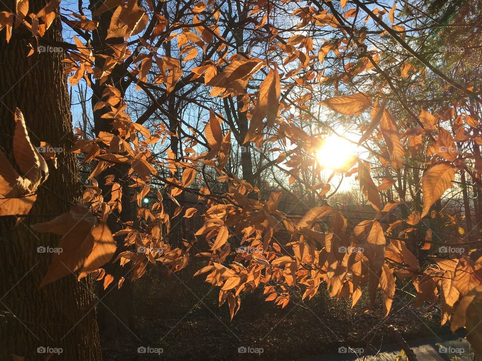 Sun and leaves