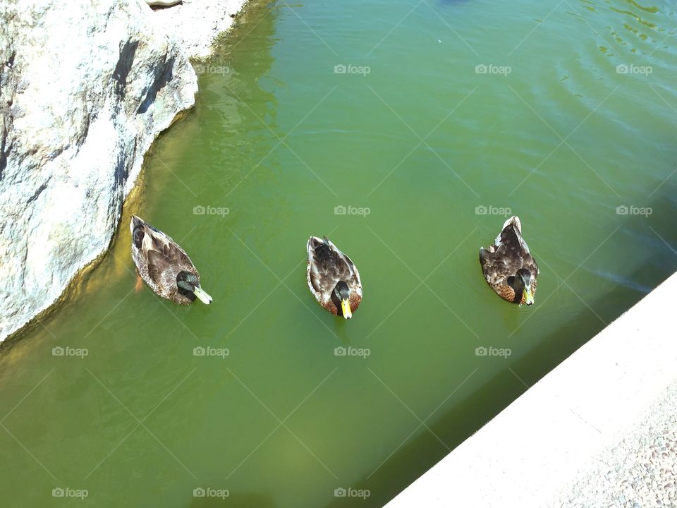 Three cute ducks in the pond. 