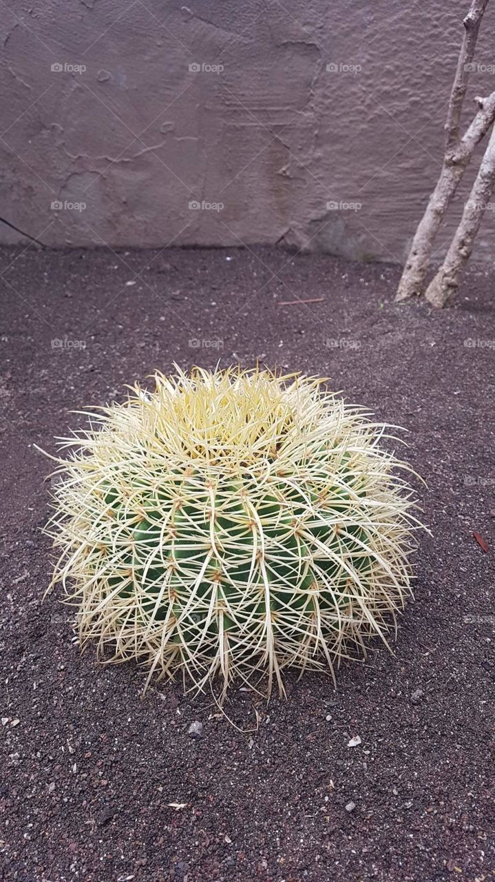 Gran Canaria has gorgeous Cactus