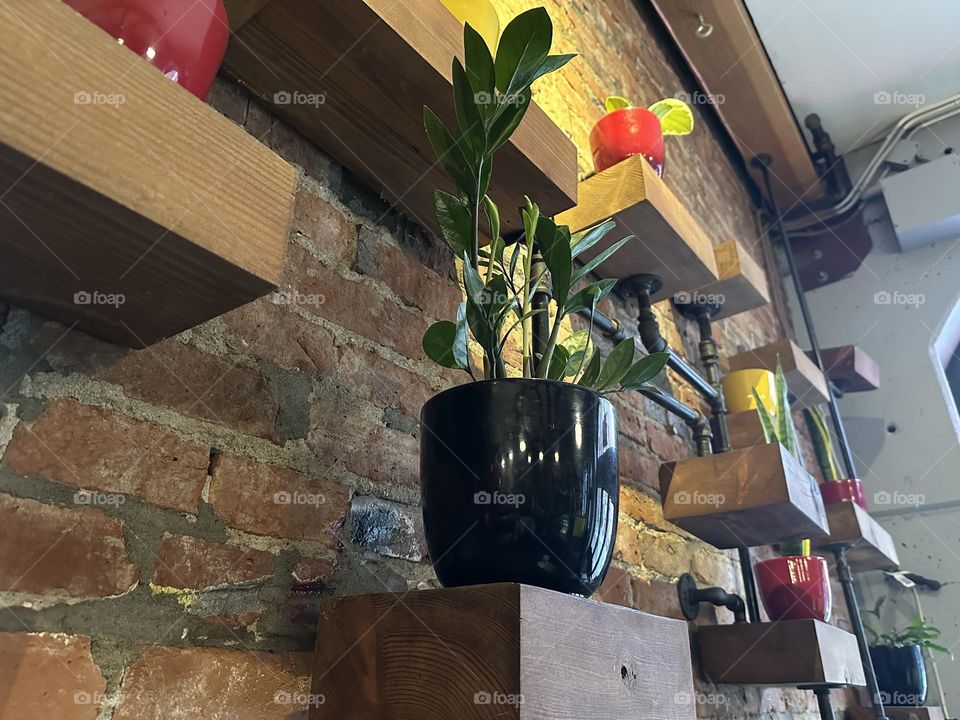 Plant on a shelf 