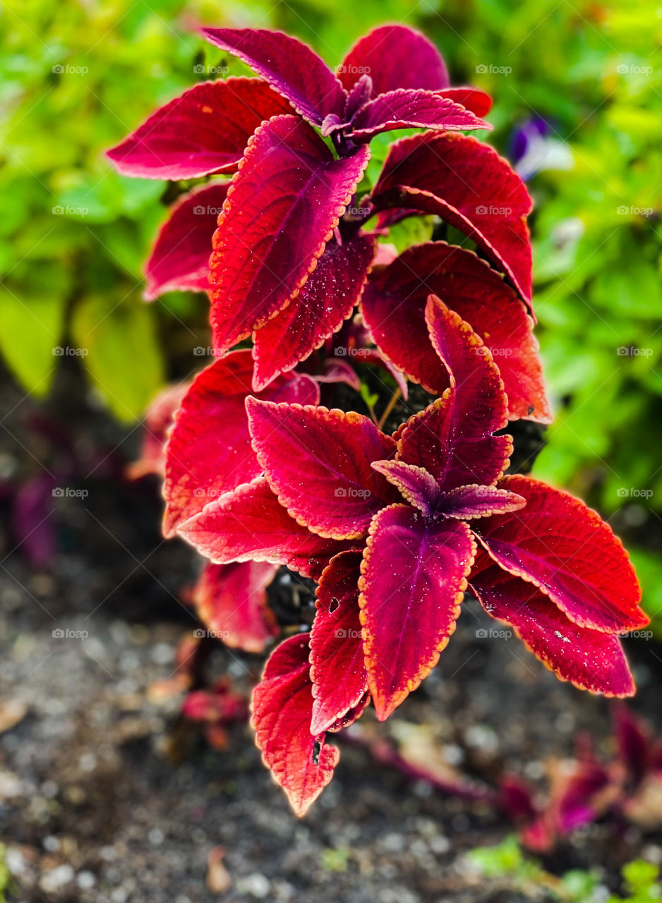 Red plant 